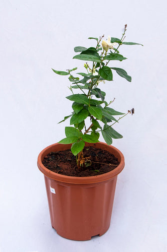 Jasmine plant buy online at urbaneconook plant nursery