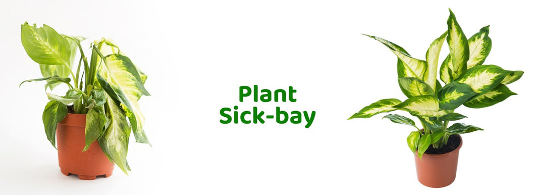 Plant Sick-Bay