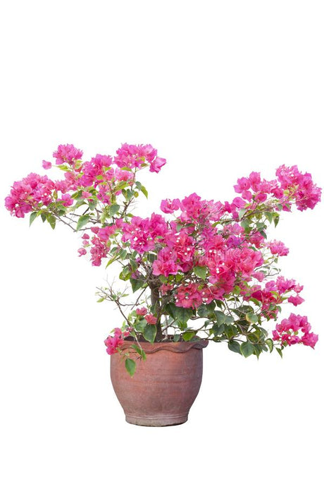 How To Make Your Bougainvillea Flower