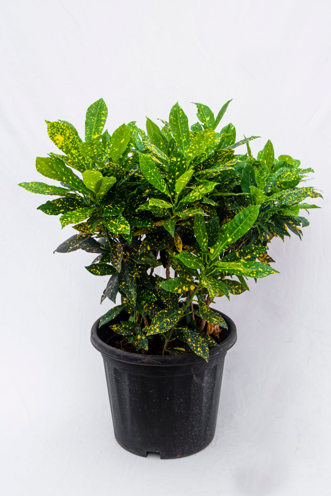Gold Dust Croton at best rate only at UEN