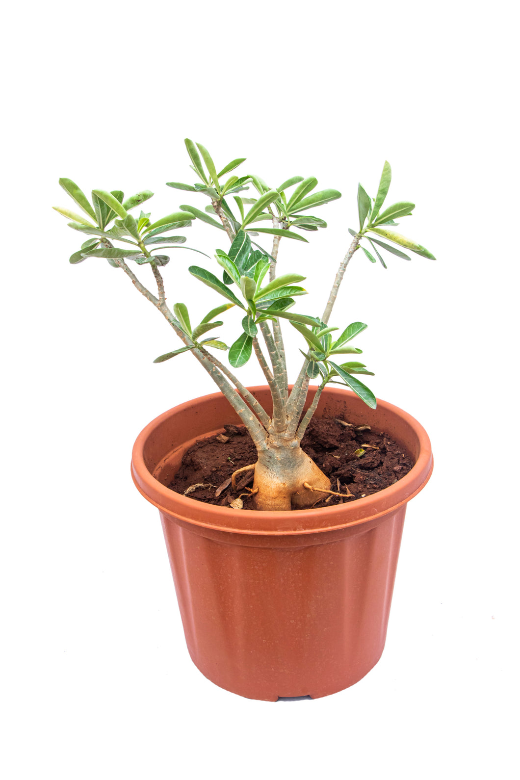 Adenium Bonsai Small - 1 yr - 1 ft height