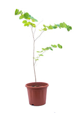 Load image into Gallery viewer, Bauhinia Tree at best price at urbaneconook 
