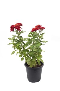 Chrysanthemum plant care and Chrysanthemum plant online at urbaneconook at cheaper rates in india