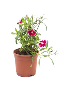 Get a detailed information on how to grow dianthus at urban econook plant nursery online.