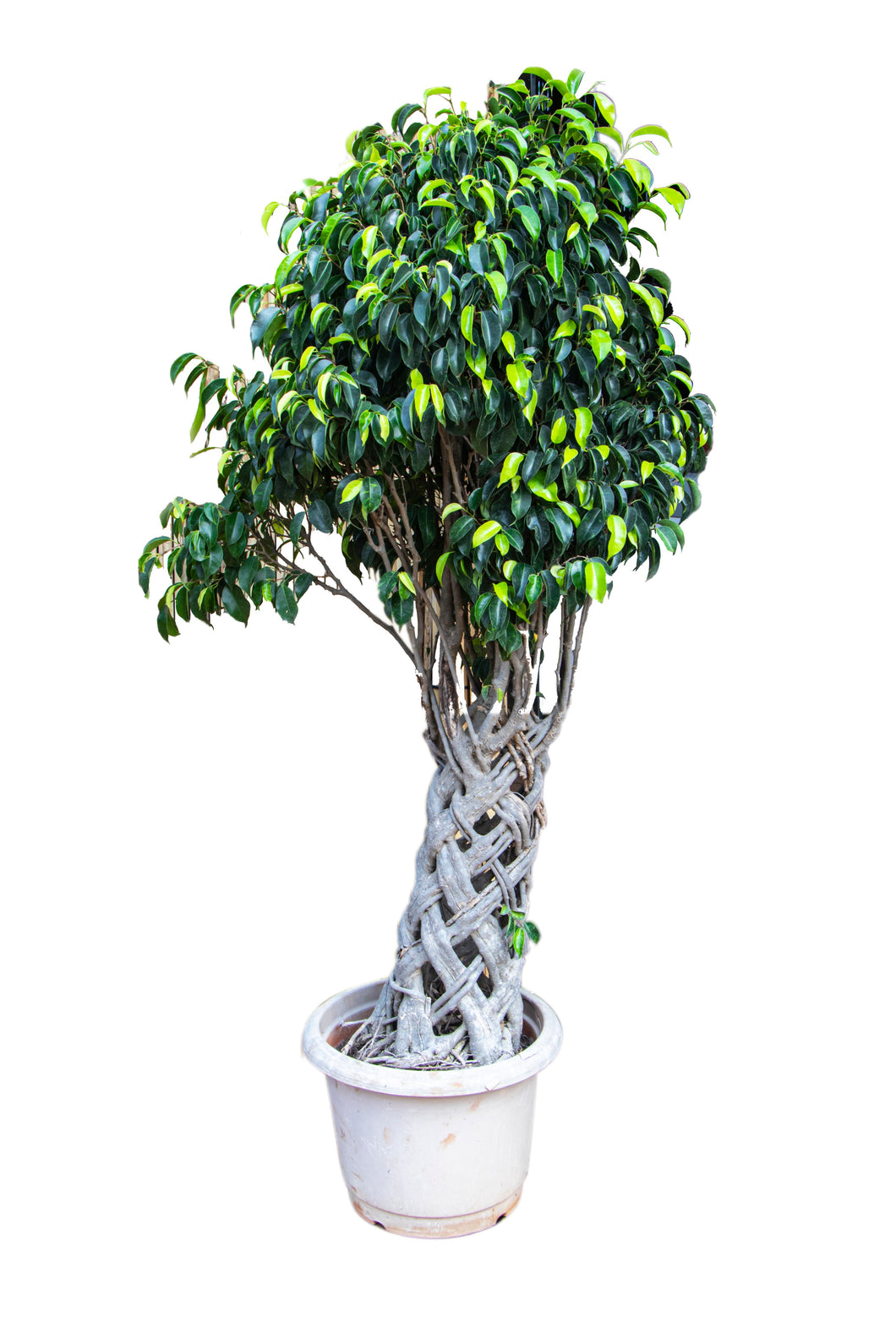 Ficus Bonsai Big 7yr - 5 ft height