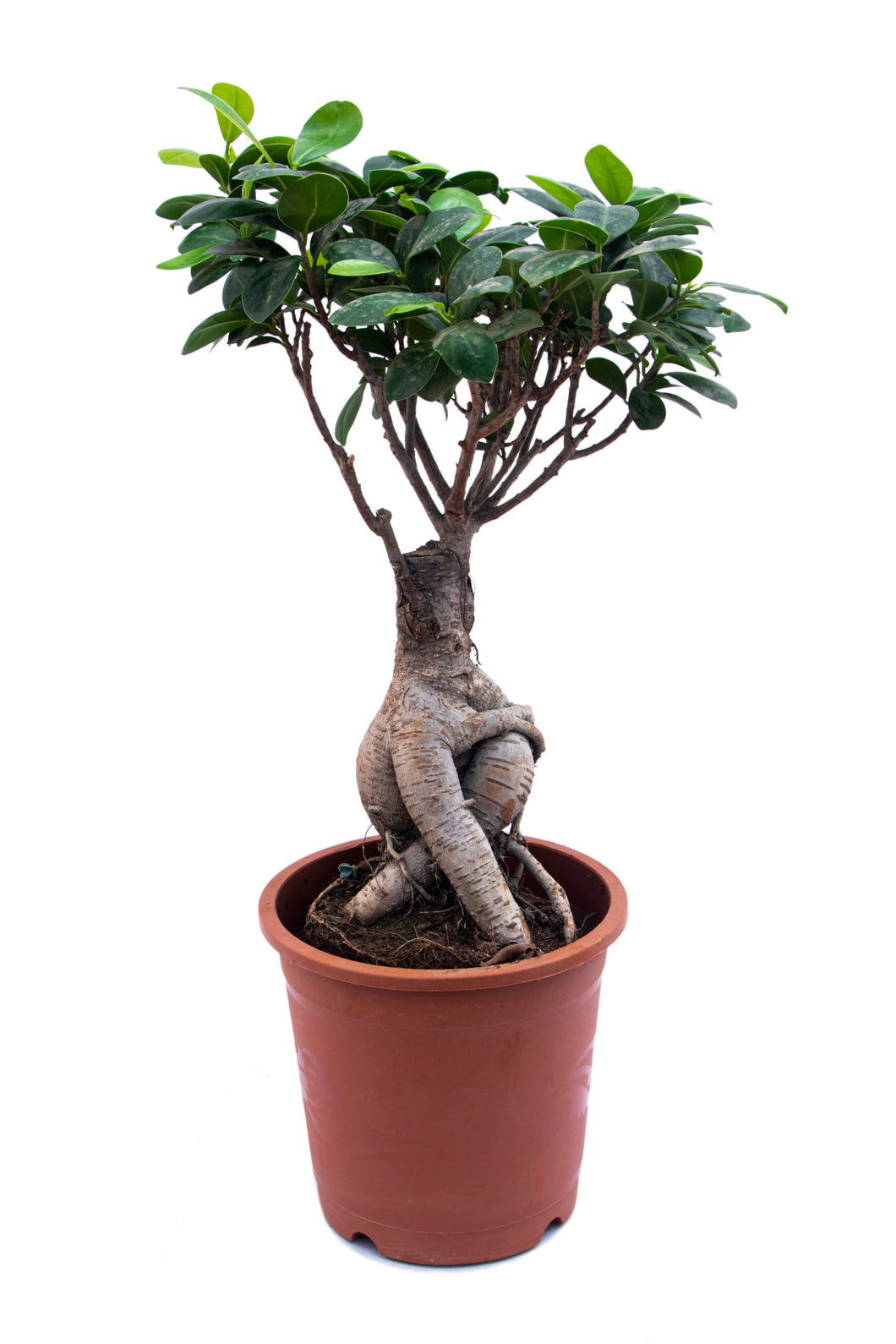 Ficus Bonsai Small - 3yr - 1 ft height