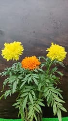 Rusty red marigold / gendaphool plant at best price only at UrbanEconook Plant Nursery