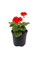 Geranium plant for sale online only at urbaneconook plant nursery