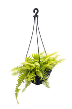 Load image into Gallery viewer, Golden Fern Plant Online only at Urbaneconook Plant Nursery
