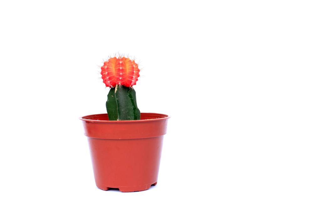 Buy Moon Cactus at Lowest price.