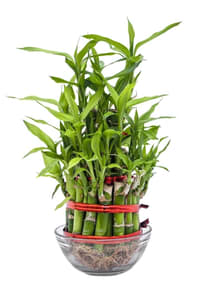 Lucky Bamboo plant indoor at urban econook plant nursery online at best quality at cheaper rates.