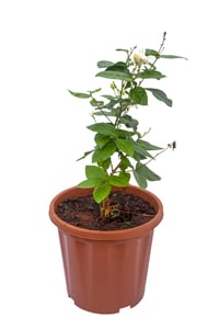 Mogra plant online can of good quality and at a wholesale rate at urbaneconook.