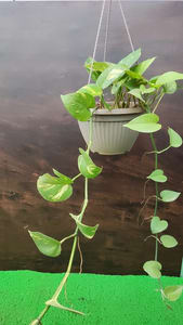 Get money plant for indoor use at urban econook at reasonable rates