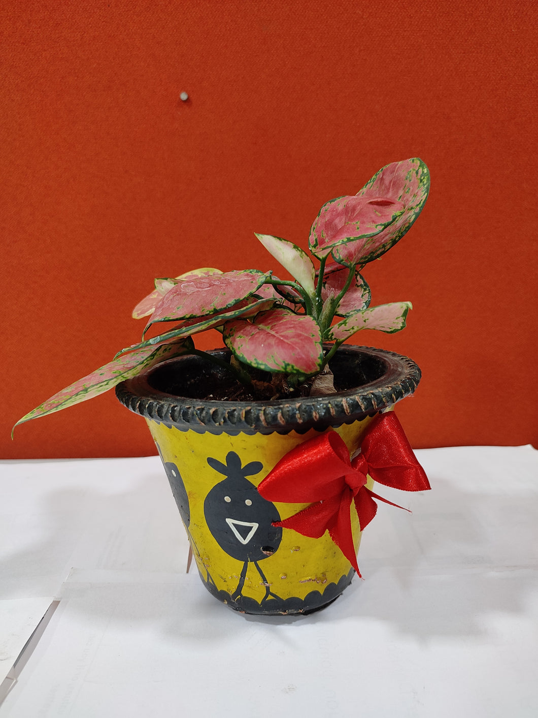 Pink aglaonema in hand painted earthen pot