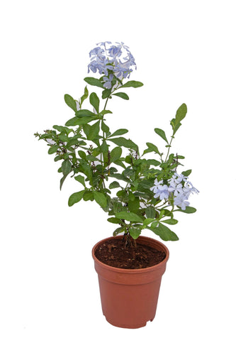Plumbago plants for sale at UrbanEconook Plant Nursery  Online
