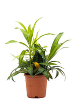 Load image into Gallery viewer, Song of India / Dracaena
