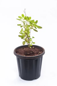 Ram Tulsi plant with pot at best low prices at urban econook