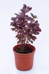Buy Amaranth Red at cheap price only at UrbanEconook Plant Nursery