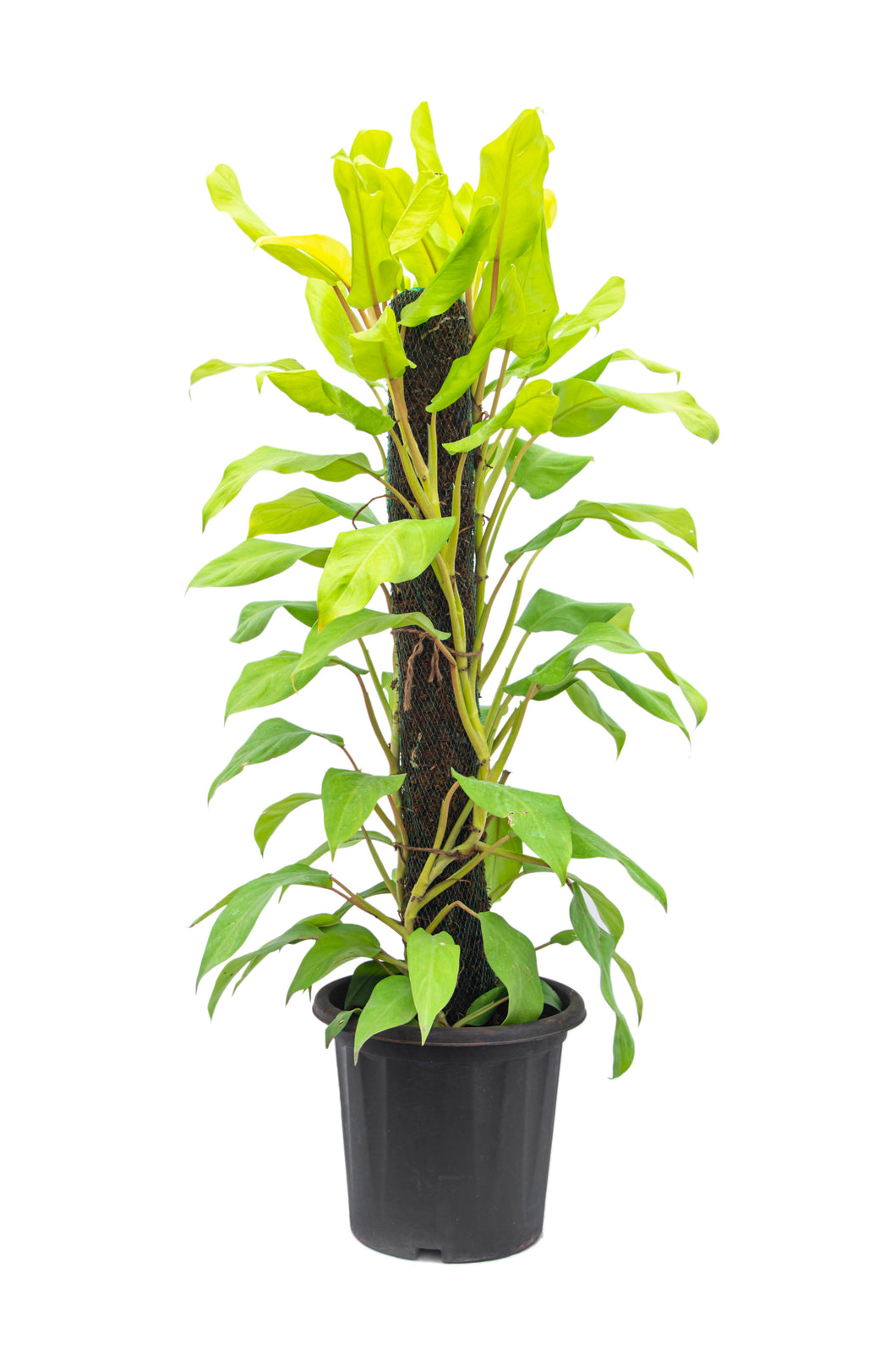 Philodendron Golden