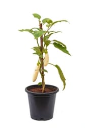 White Brinjal Plant available at best price at urbaneconook plant nursery