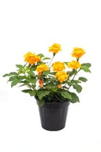 Load image into Gallery viewer, Crossandra plant online at UrbanEconook Plant Nursery
