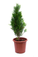 Load image into Gallery viewer, Cypress Golden Tree at sale available online at urbaneconook website
