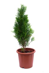 Cypress Golden Tree at sale available online at urbaneconook website