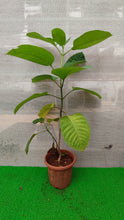 Load image into Gallery viewer, Burflower /Kadamb Tree at best rate only at Urbaneconook
