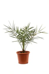 Date Palm Tree at lowest price at UrbanEconook Plant Nursery