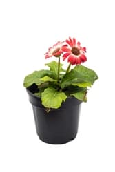Buy Gerbera Plant online only at urbaneconook plant nursery