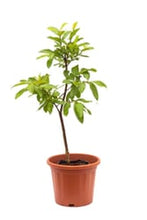 Load image into Gallery viewer, Guava Tree for sale at UrbanEconook Plant Nursery Online
