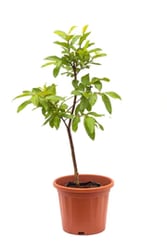 Guava Tree for sale at UrbanEconook Plant Nursery Online