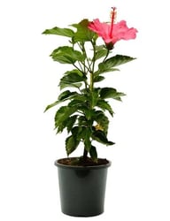 Hibiscus Plant for sale at UrbanEconook Plant Nursery Online