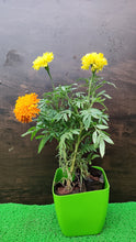 Load image into Gallery viewer, Rusty Red Marigold / Gendaphool

