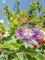 Krushna Kamal / Passion Flower at sale only at Urbaneconook Plant Nursery