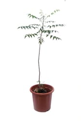 Neem Tree at the best price online at urbaneconook plant nursery