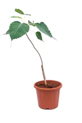 Sacred Fig / Peepal Tree available at cheap price only at Urbaneconook plant nursery