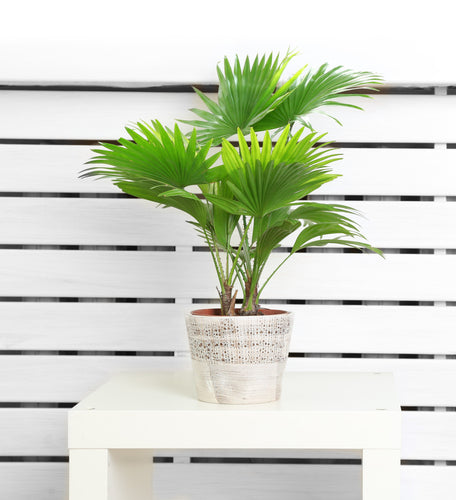 Table Palm Buy at lowest price from urbaneconook