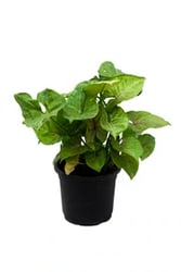 Syngonium plant buy online at plant nursery near you - Urbaneconook plant nursery